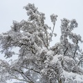 winterwald 2023 web 1500-023