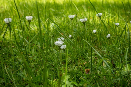 drf-lr2-wiesenleben